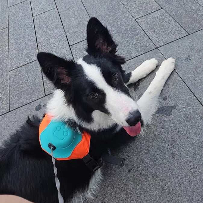 2-in-1 Dog Harness with Leash - Mixed Color