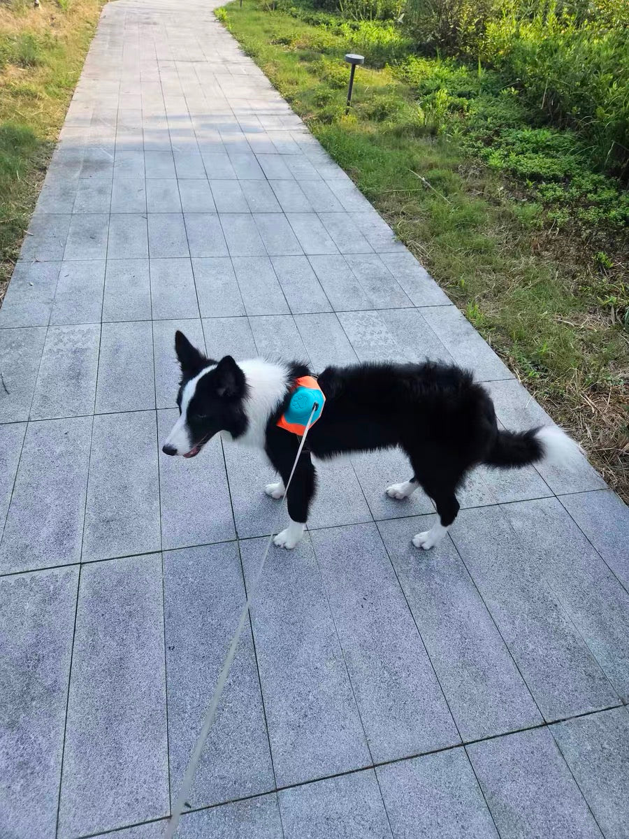 2-in-1 Dog Harness with Leash - Mixed Color