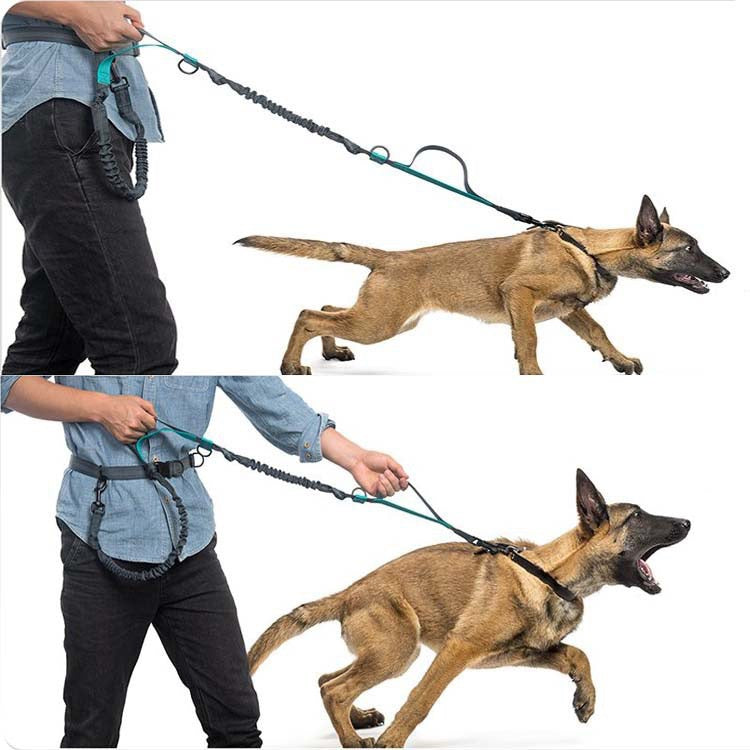 Running Dog Leash