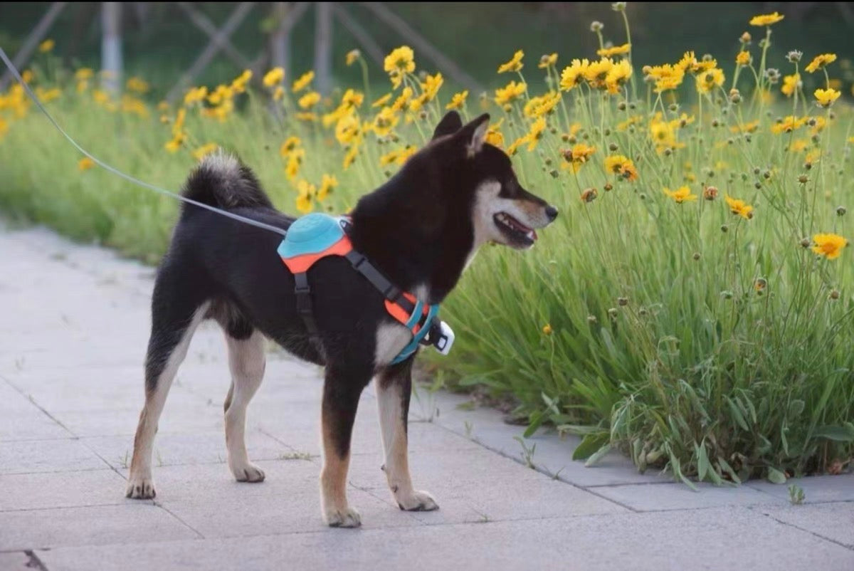 2-in-1 Dog Harness with Leash - Mixed Color