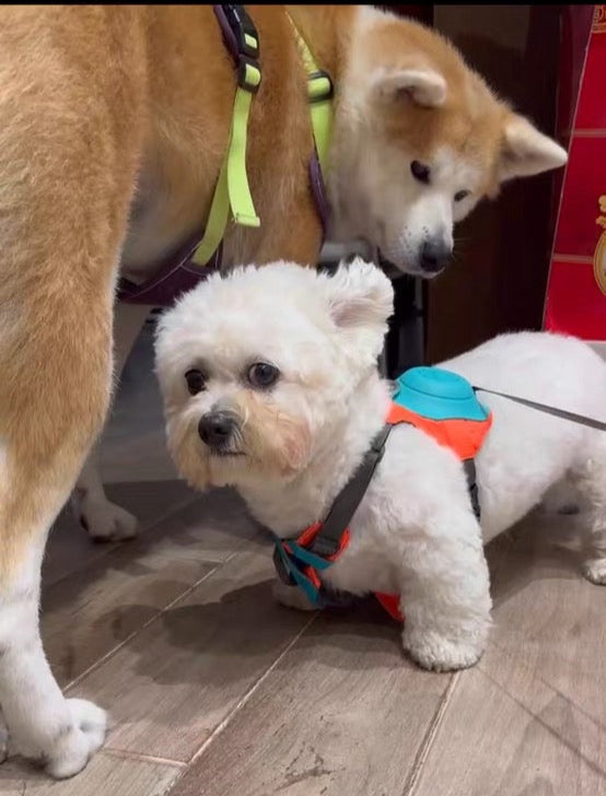 2-in-1 Dog Harness with Leash - Mixed Color