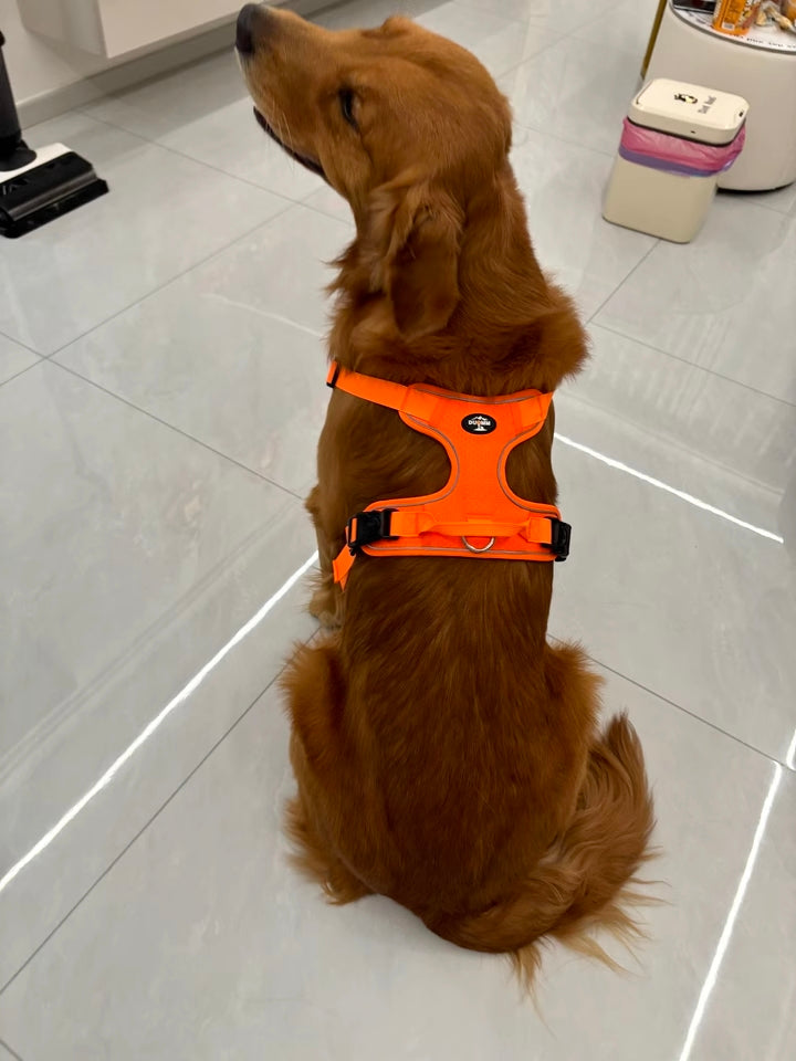 Running Harness - Orange