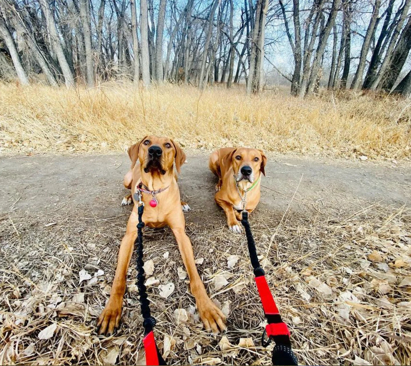 Running Dog Leash