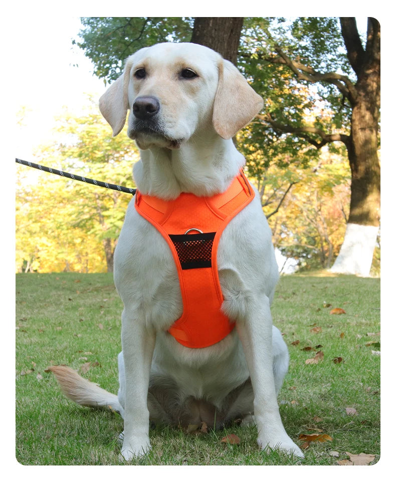 Running Harness - Orange