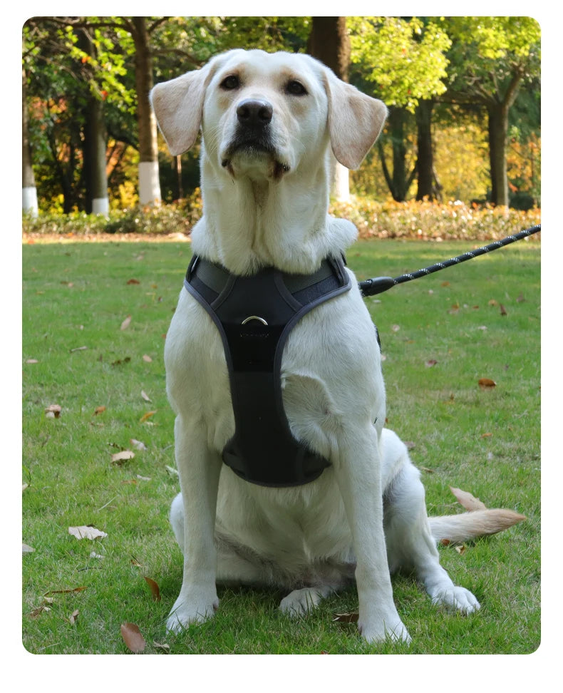 Running Harness - Dark Grey
